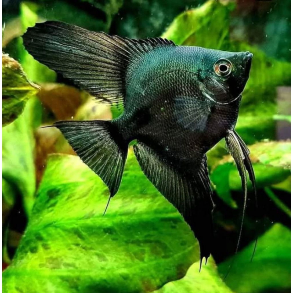 MANFISH BLACK GREEN AVATAR HIASAN AQUARIUM PAKET 10E