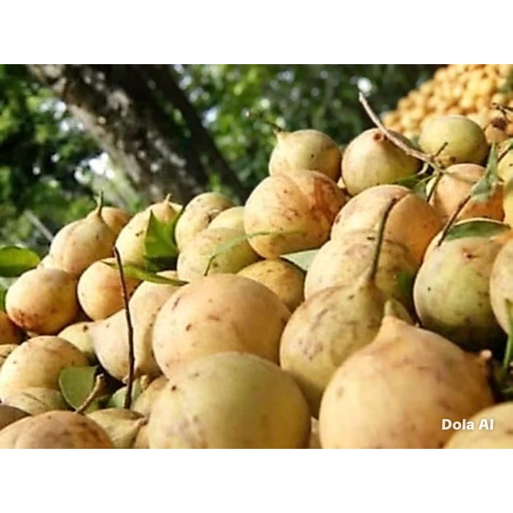 buah pala segar