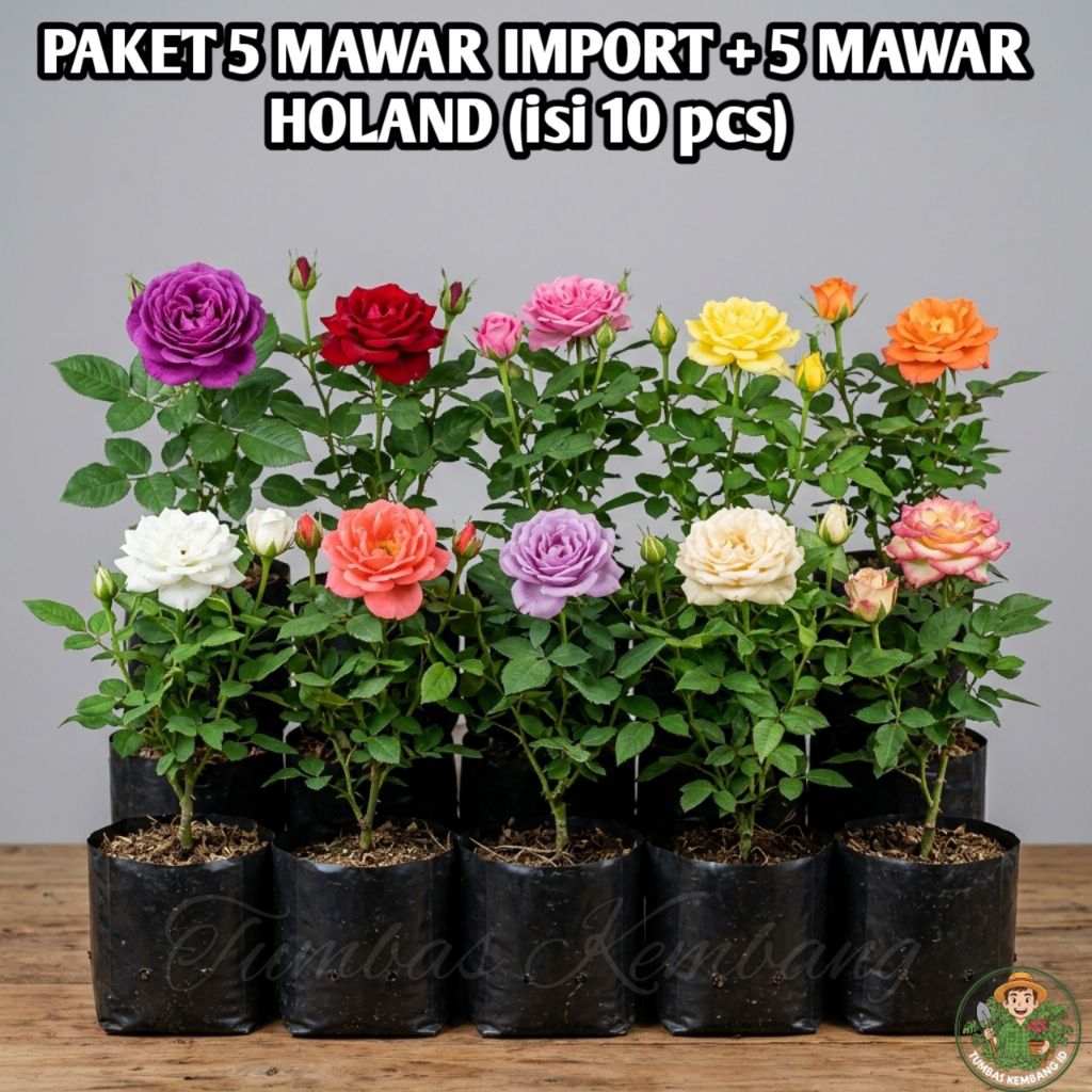 PAKET 10 BIBIT MAWAR (5 ID HOLAND + 5 ID IMPORT) TANAMAN SUDAH BERBUNGA KUNCUP TUMBAS KEMBANG ID