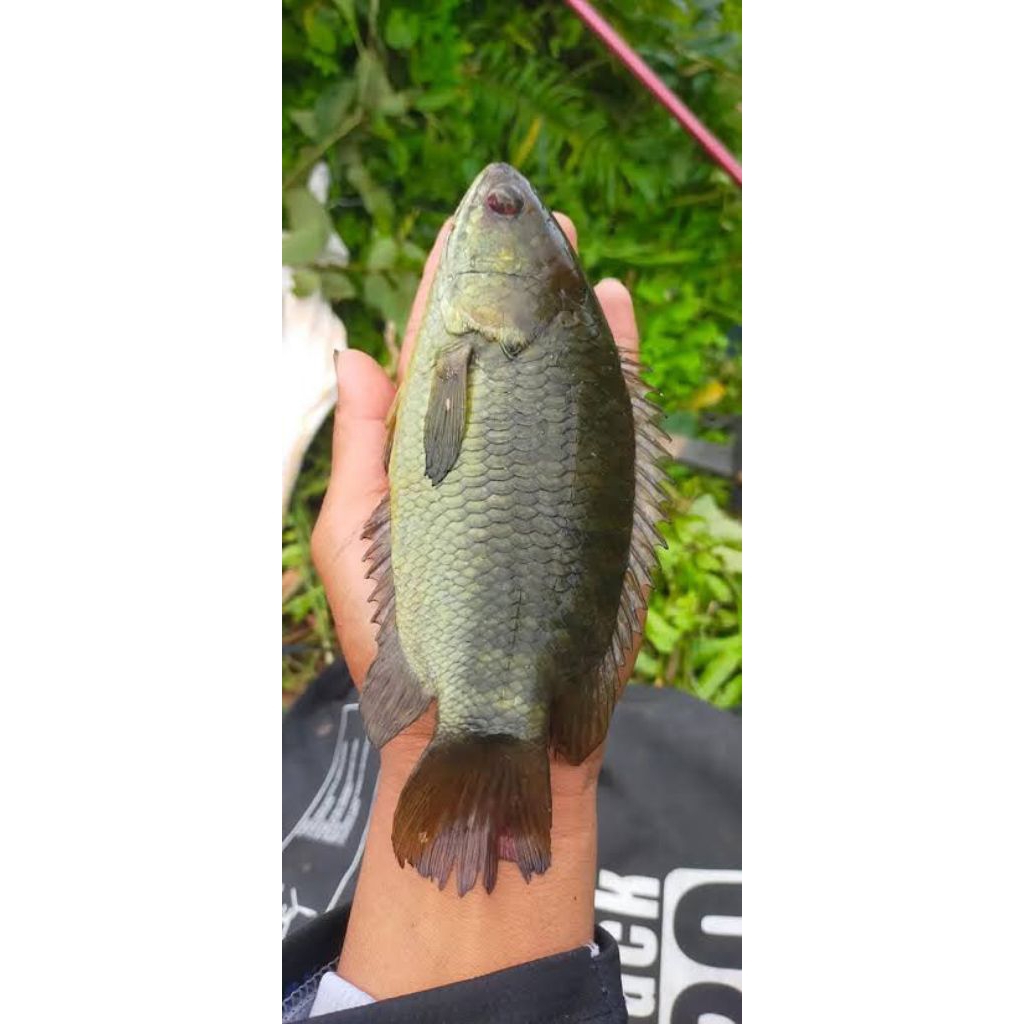 indukan ikan betok/puyu 1pasang