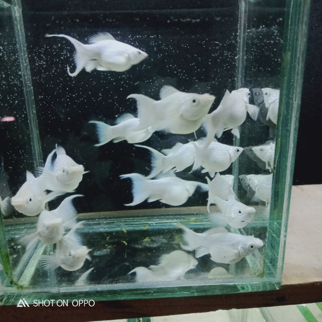 Ikan hias molly platinum cawang / lyretail  ( balon) promo hiasan aquarium warna warni