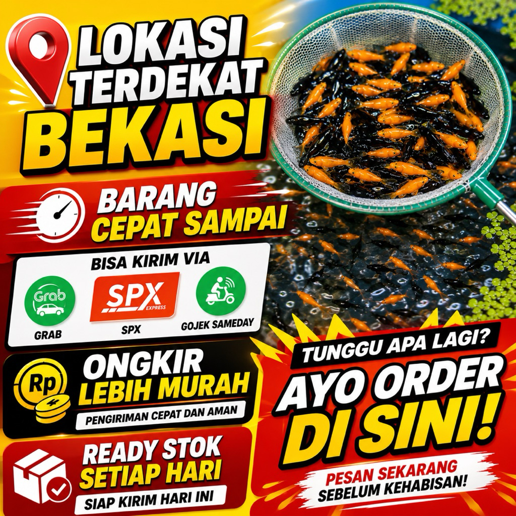 30 Menit sampai Ikan Moly Pakan Predator 100 Ekor Ukuran 2-3cm Moli Oren Hitam Random Pakan Toman Ga