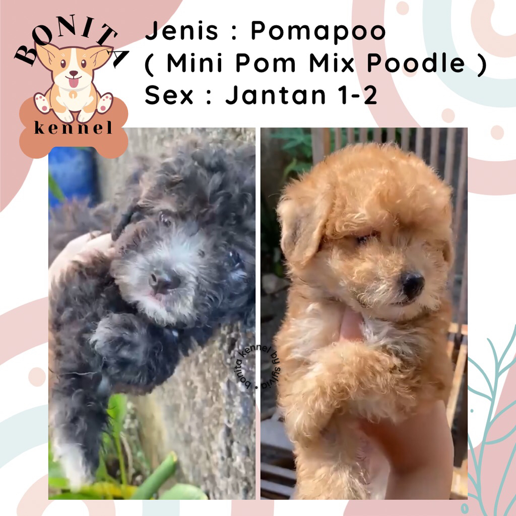 Pomapoo Mini Pom Mix Poodle Silver White Anjing Pom Mix Poodle