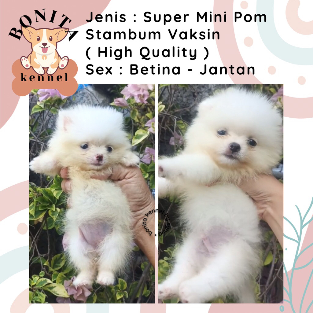 Super Mini Pom Stambum Minipom Mini Pomeranian Jantan Betina