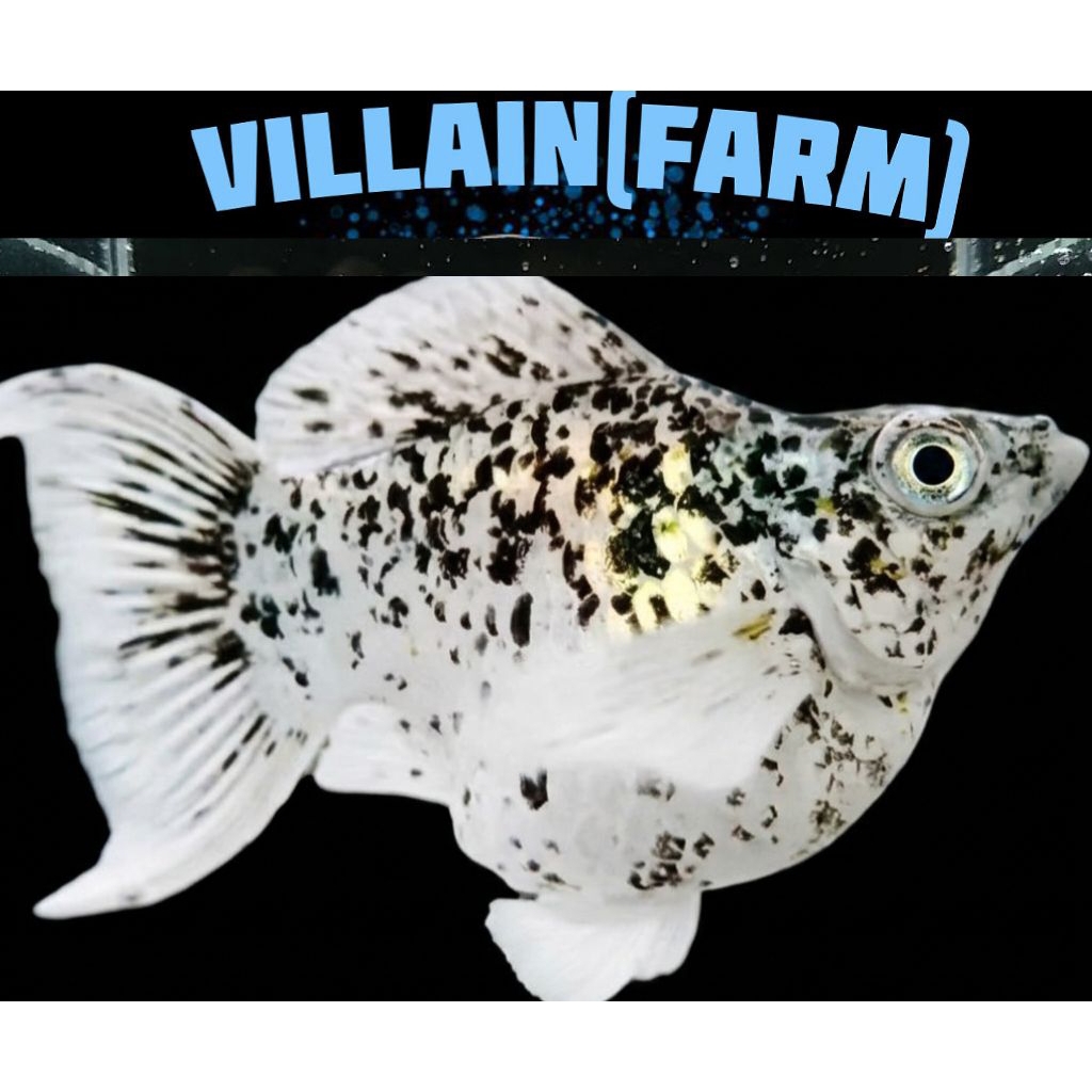 Molly Balon Marble Premium High Quality Size Indukan Hiasan Aquascape Berkualitas - villain(farm)
