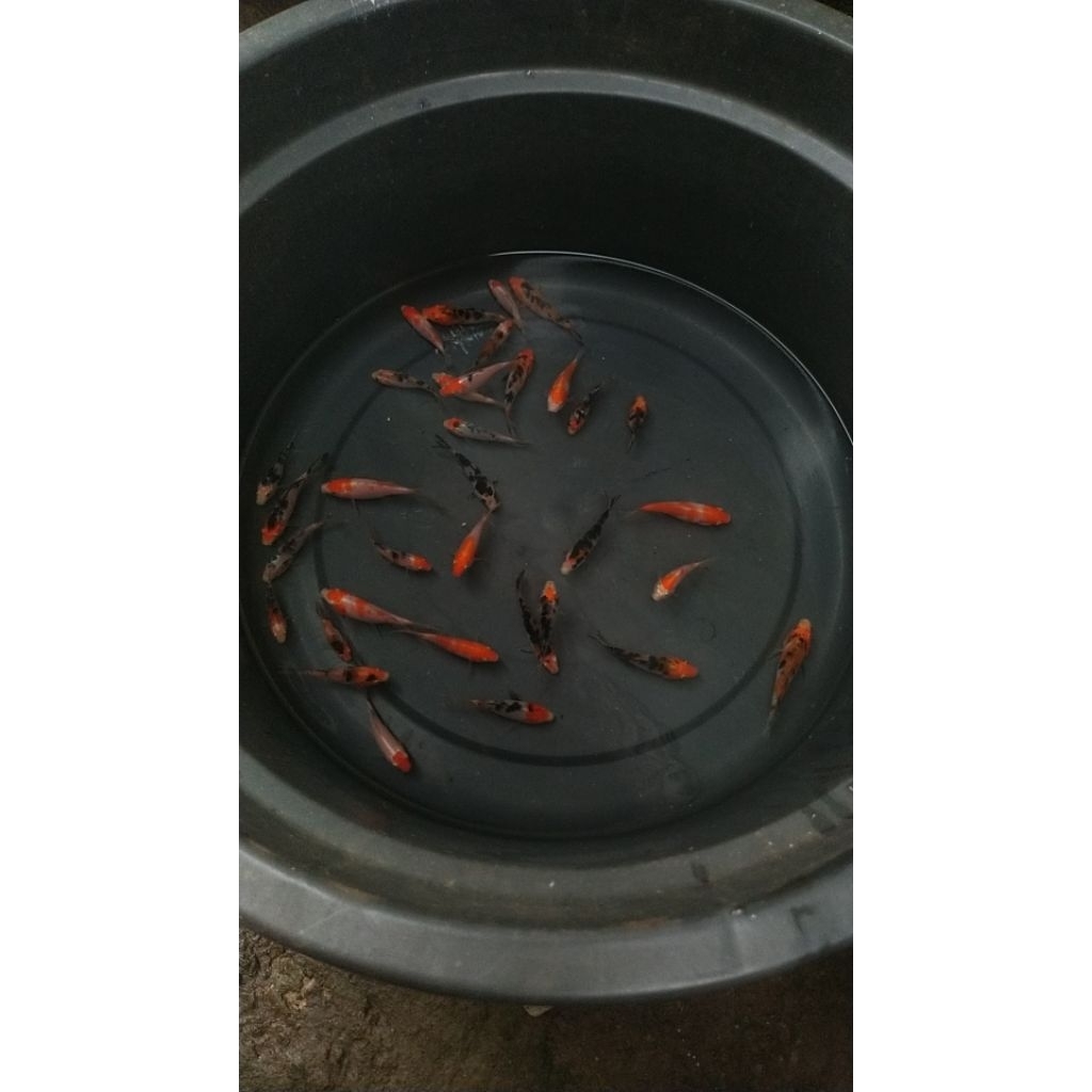 Paket Mix Bibit Ikan Koi Unggulan Size 4-5-6 cm Berkualitas