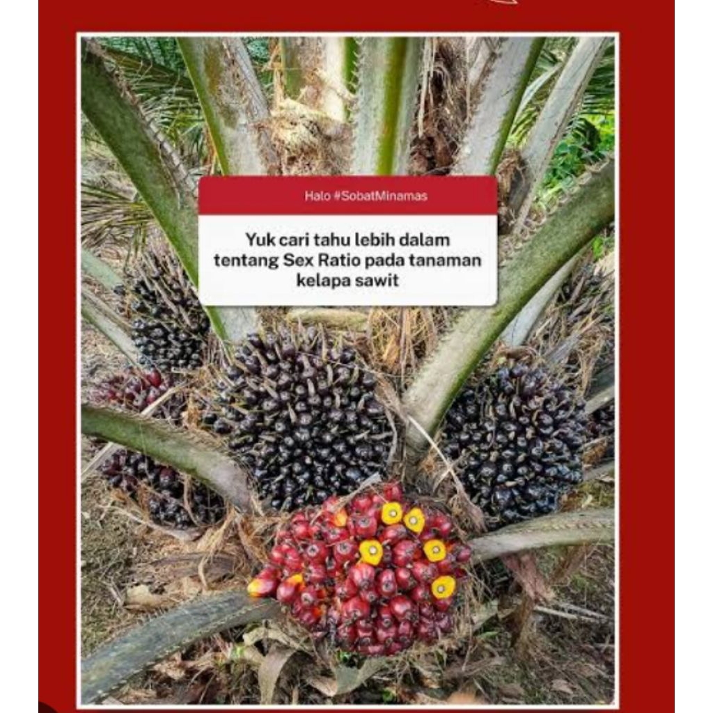 bibit sawit polong unggul