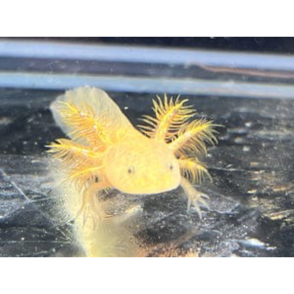 Axolotl golden 6-7 cm