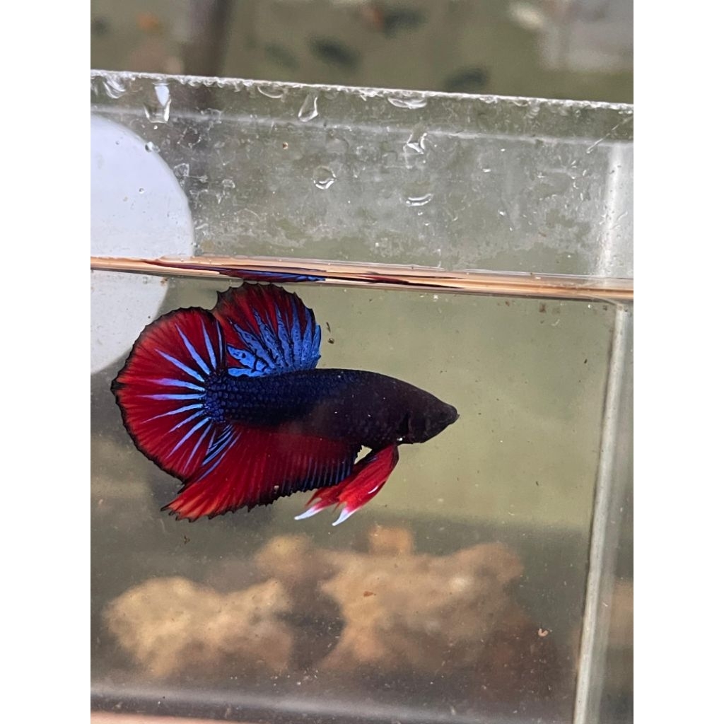CUPANG HMPK Giant, hiasan aquarium