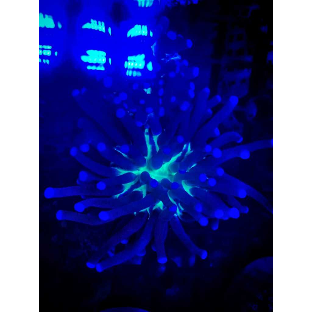 Koral / Coral Piring Anemon
