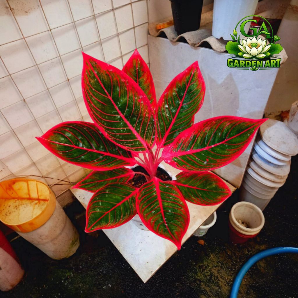 PROMI MURAH Aglonema Khanza Size Remaja - Tanaman Hias Aglonema Khanza - Aglonema Lipstik Khanza