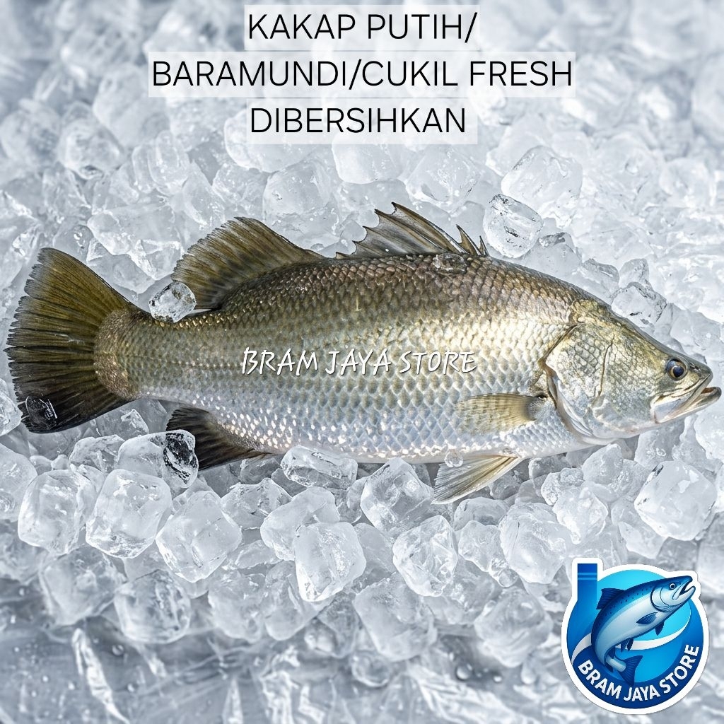 ikan kakap putih, baramundi, cukil segarr