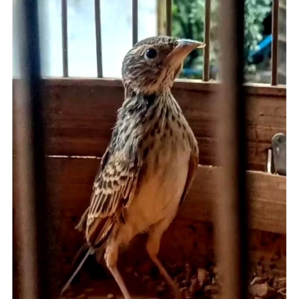 Burung Branjangan Jantan Mulus Istimewa