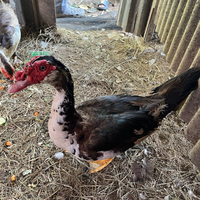 Bebek entok hidup sehat berkualitas