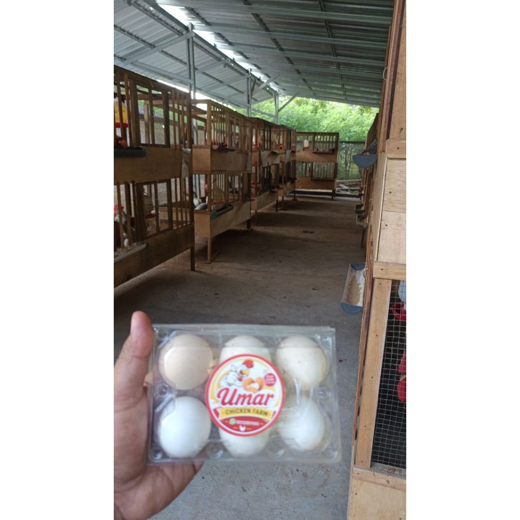 telur fertil black leghorn, white leghorn