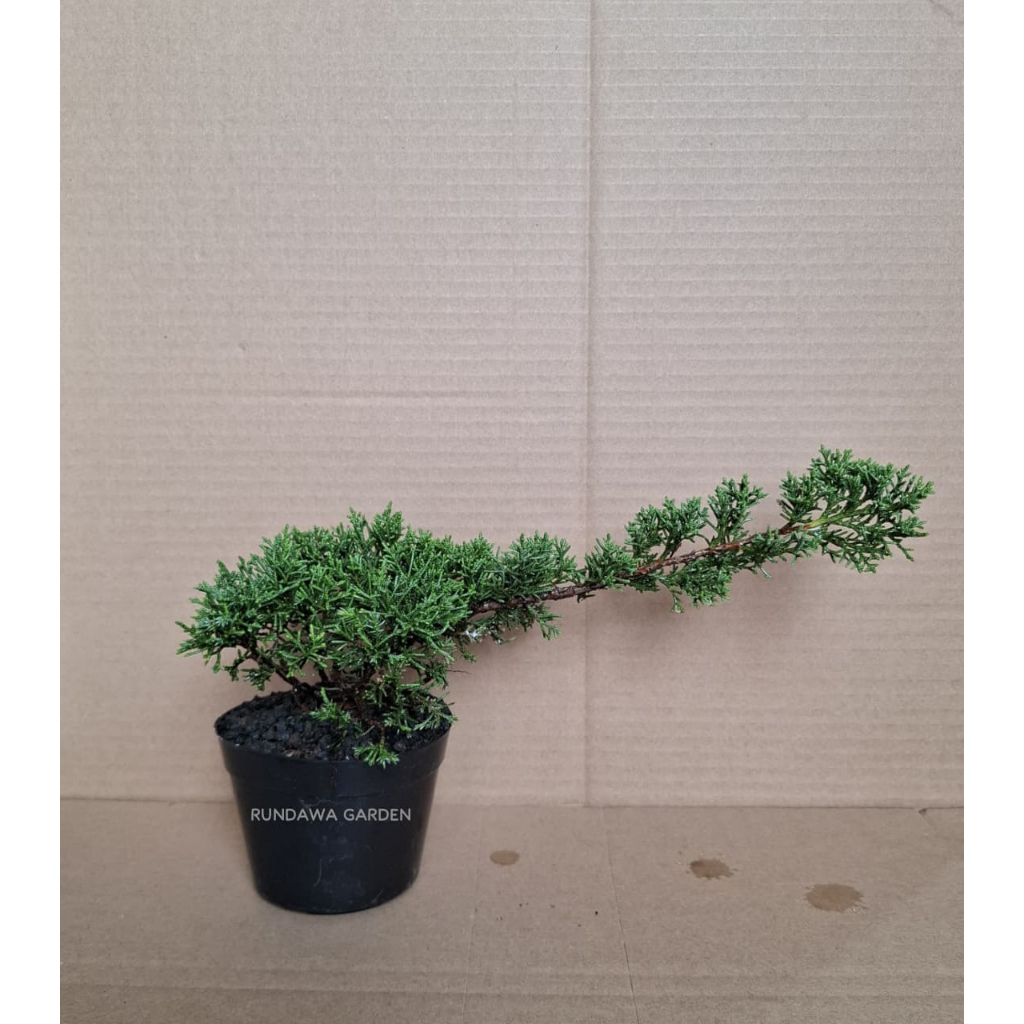 Bibit Bonsai Cemara Kishu - Cemara Sargenti Pingpong - Cemara Sargenti Kishu - Cemara pinpong - Poho