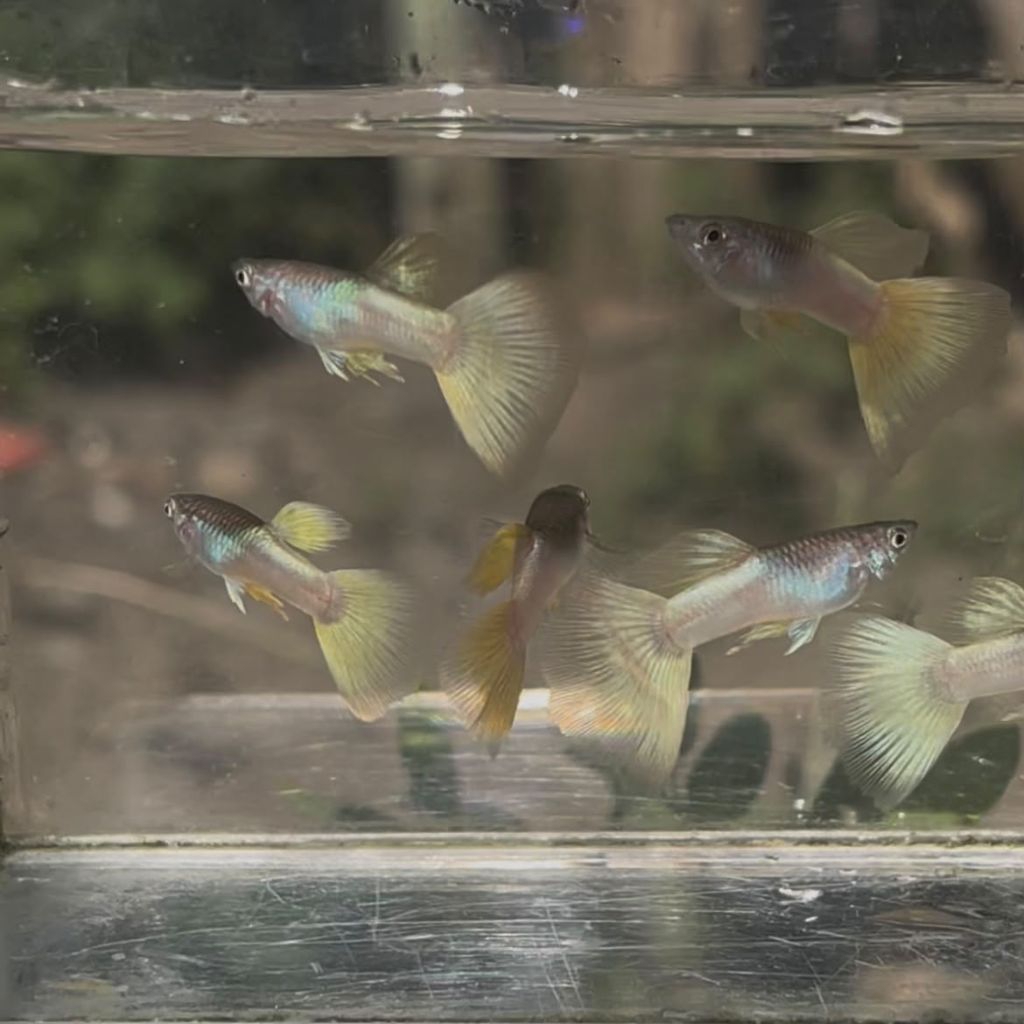 guppy yellow pingu