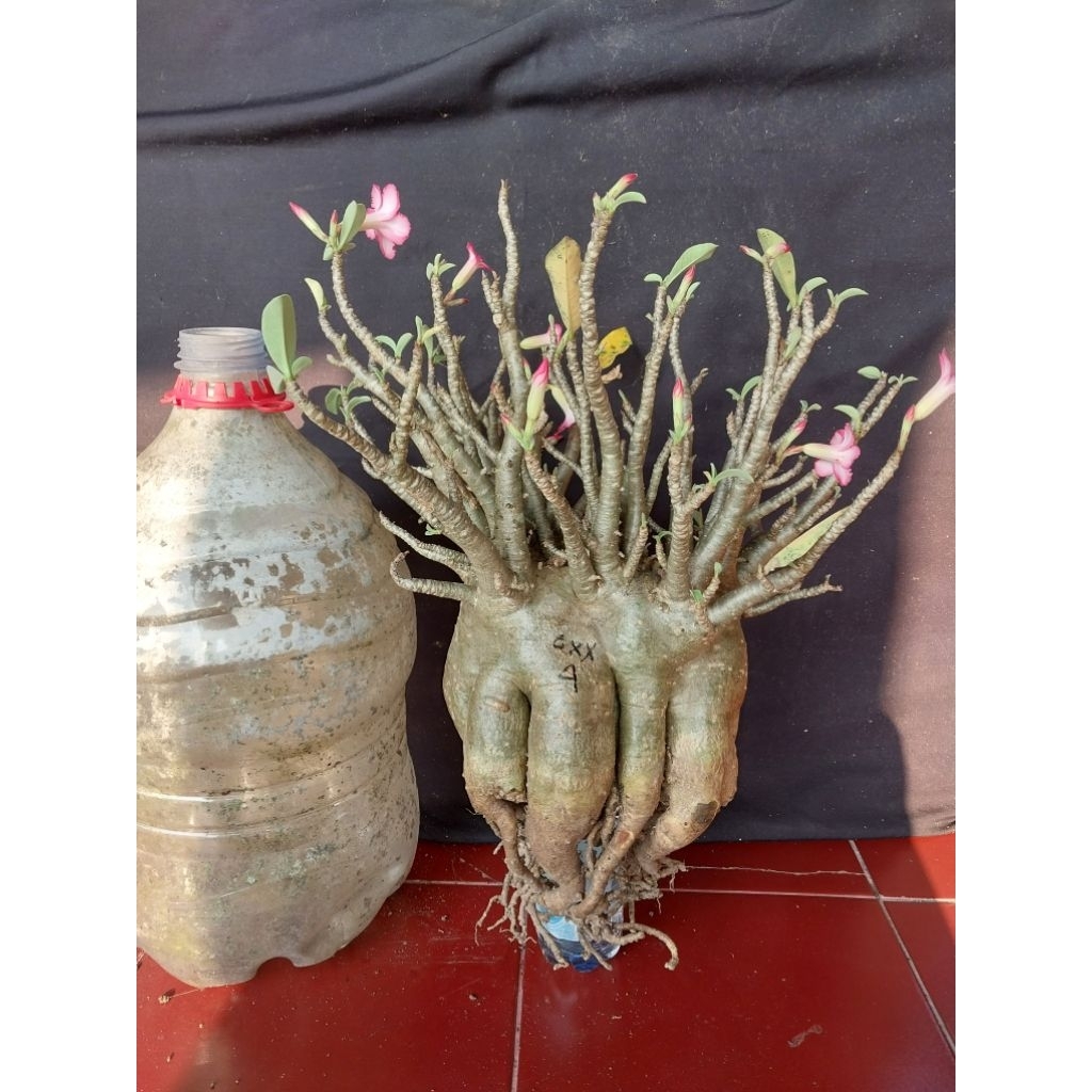 Adenium Arabicum Varian Godji XXX4
