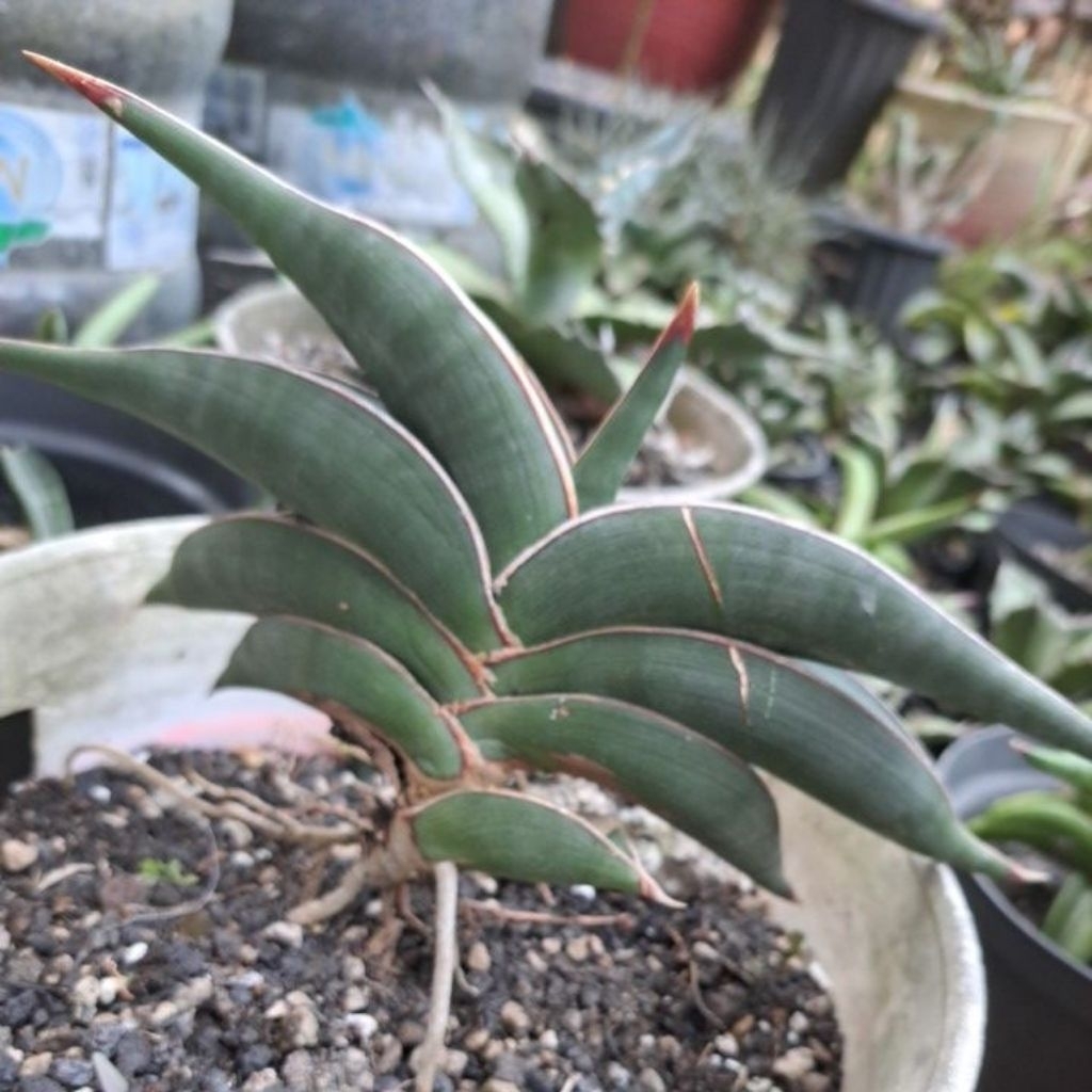 sansiveria rorida