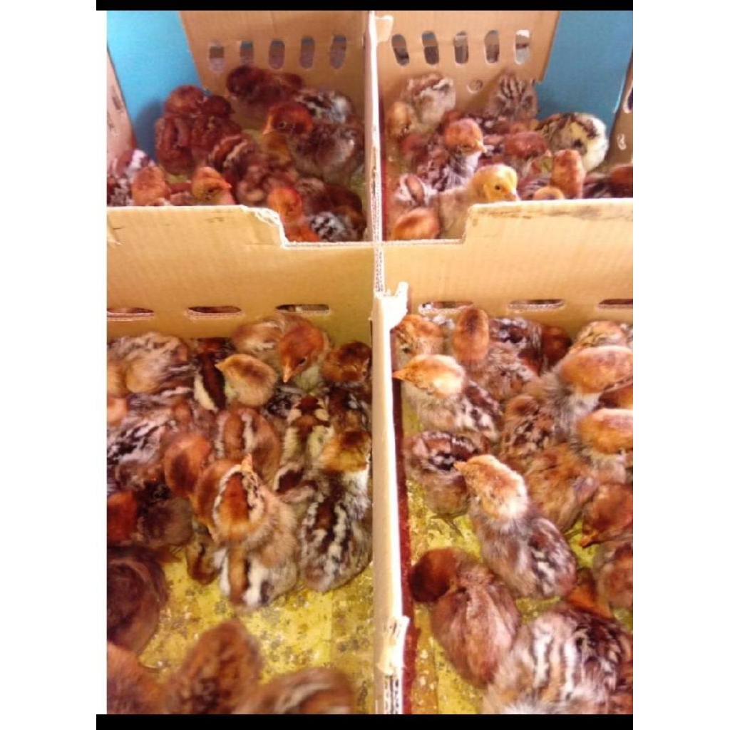 Doc Ayam Arab Brown istimewa Full Vaksinasi
