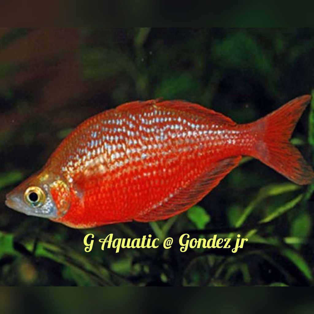 ikan Rainbow merah size 4-5cm