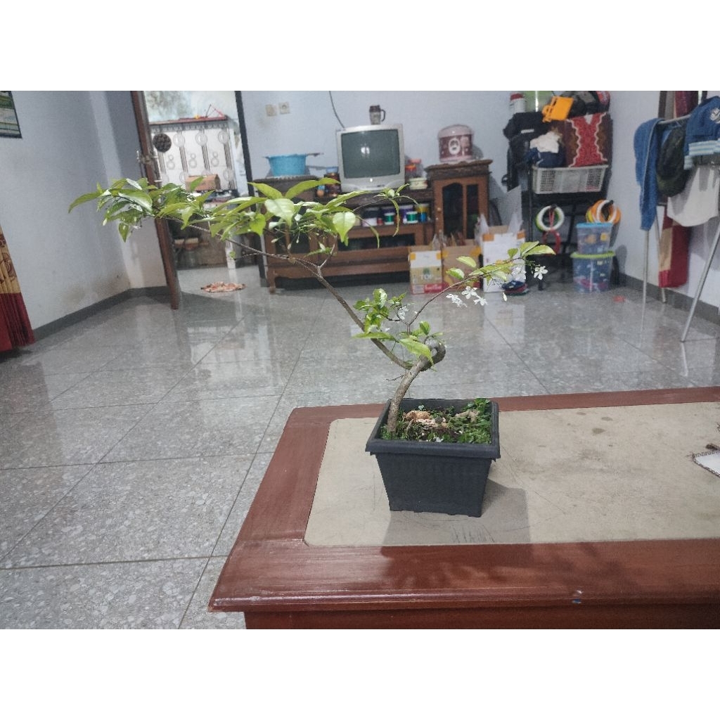 bonsai anting putri berbunga