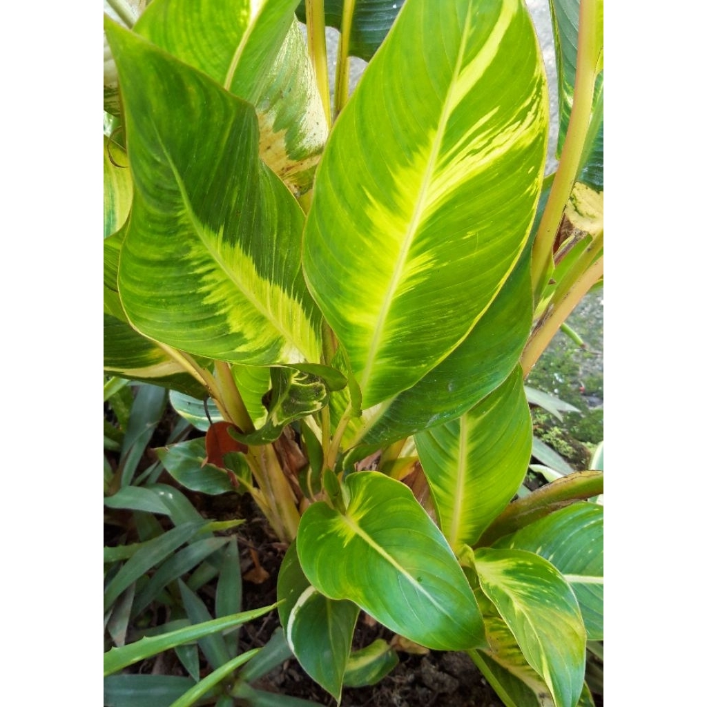 (Ekonomis) Heliconia Indica Bangkok Striata Yellow Variegata/Pisang-Pisangan
