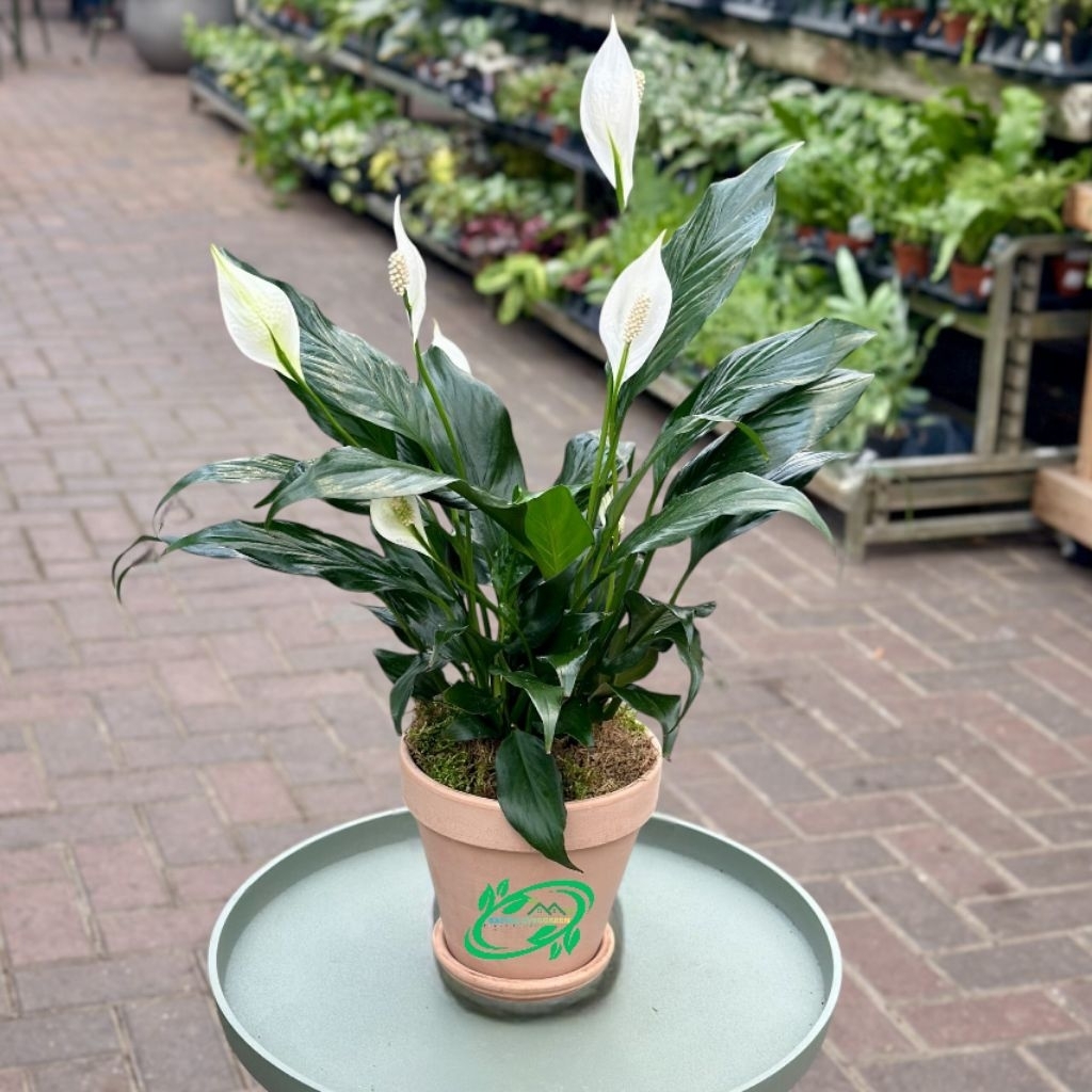 Tanaman peace Lily | tanaman hias hidup peace Lily | tanaman bunga cantik