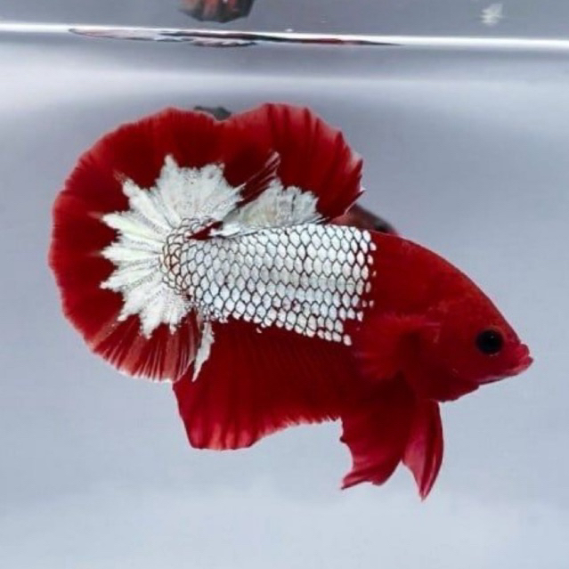 JANTAN FCCP RED HEAD SAKURA TAIL TOP GRADE