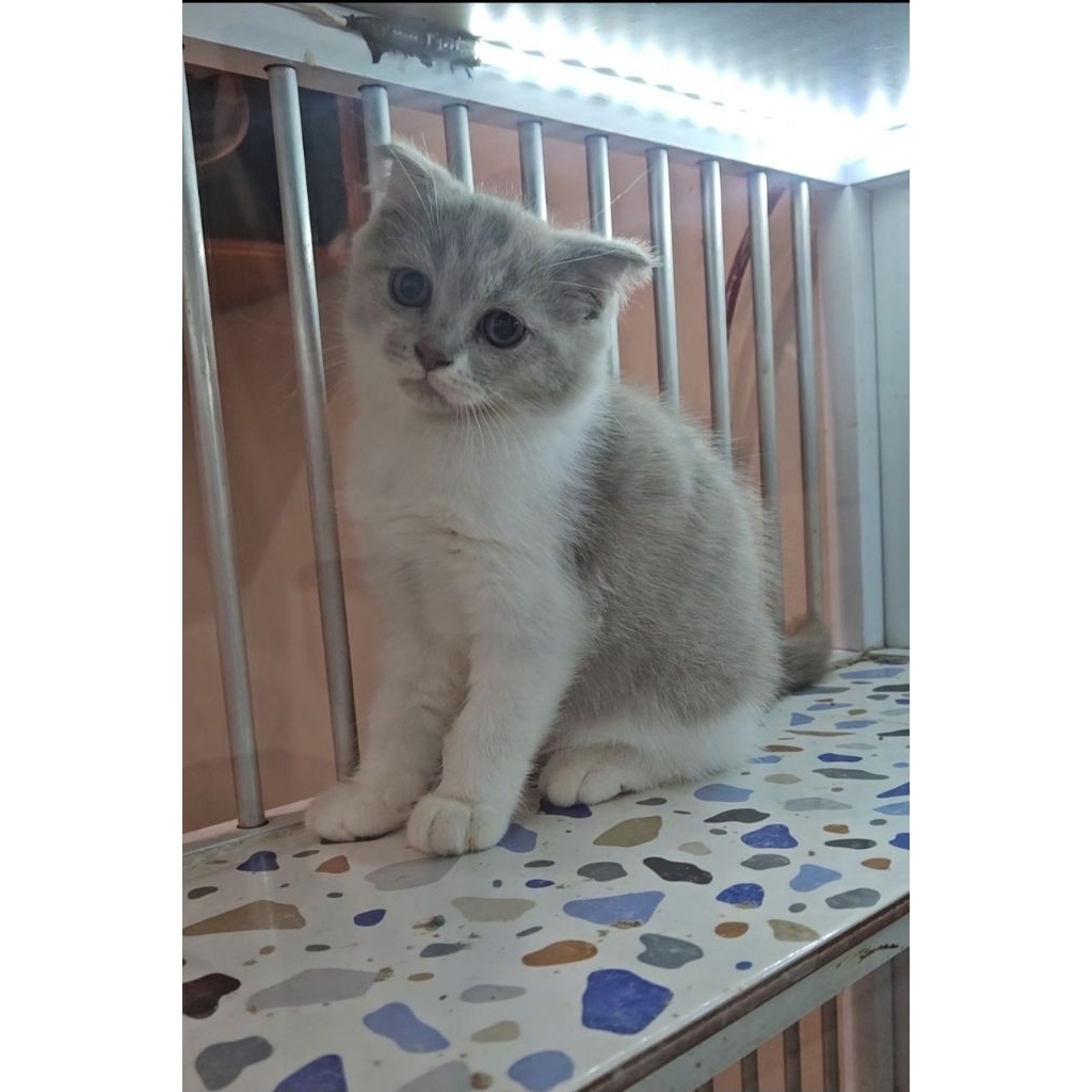 Kitten Scottish Fold Bicolour Betina