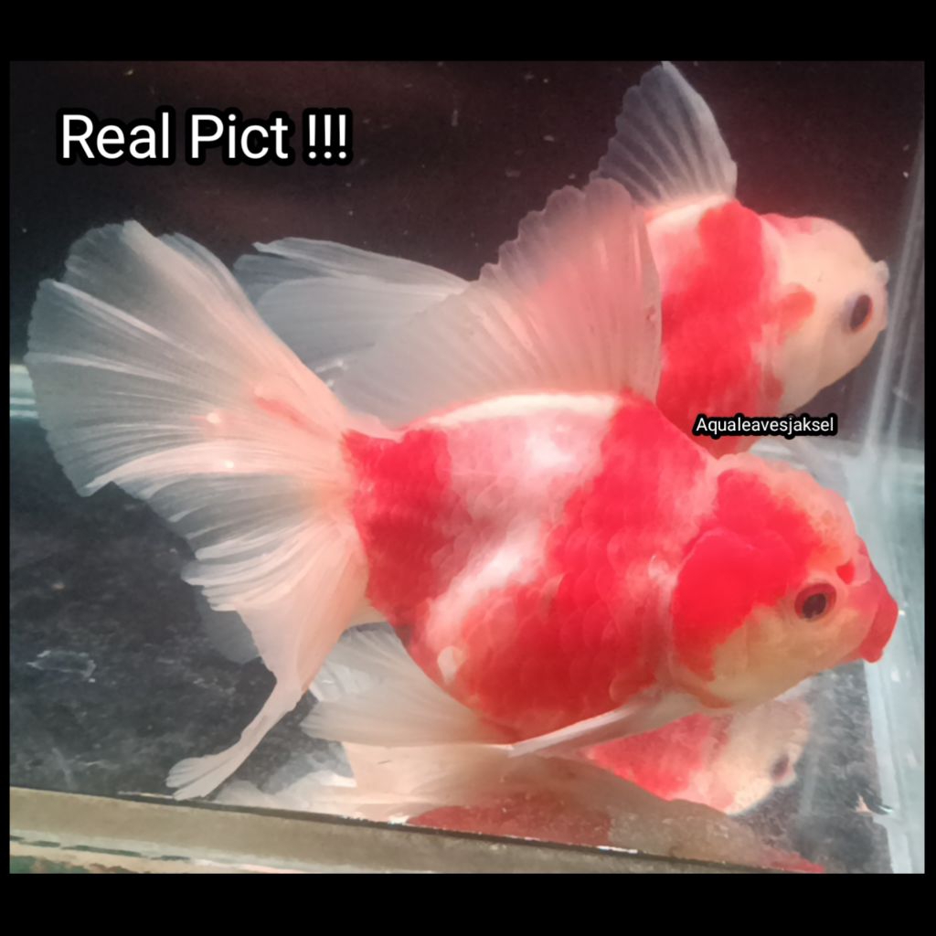 ikan koki oranda sakura rosetail