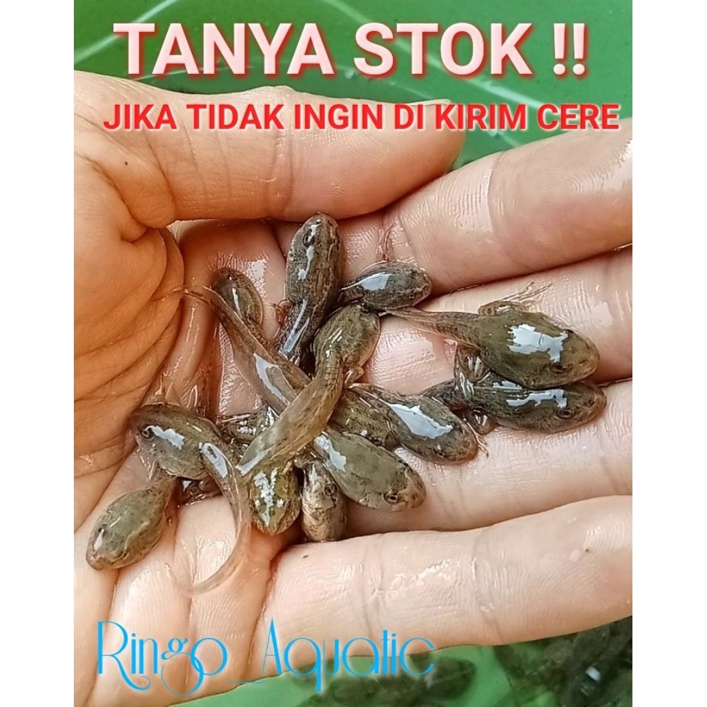 Kecebong brudu pakan ikan predator umpan galatama lele paket 50 pcs