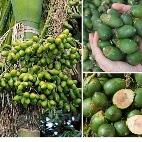 Pinang Muda Segar Untuk Pria Perkasa 1 kg