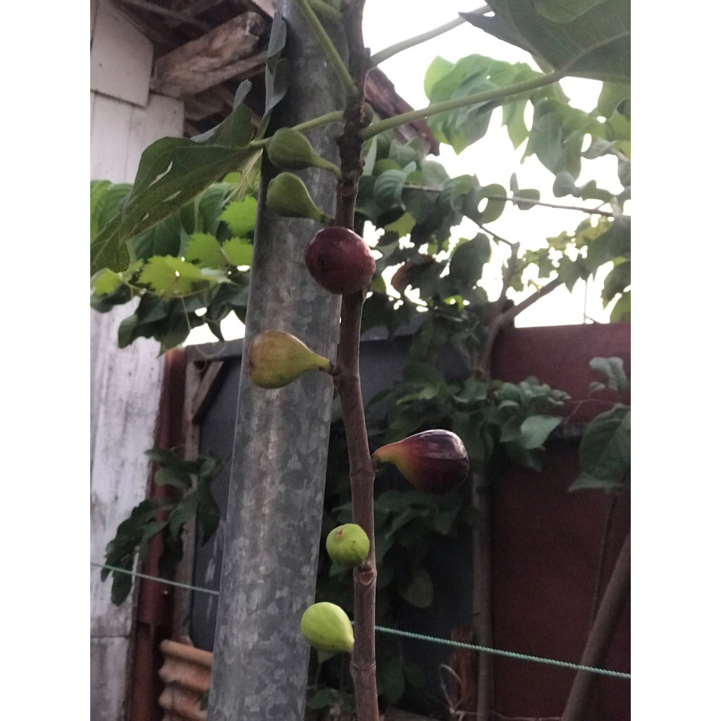 bibit buah tin /ara