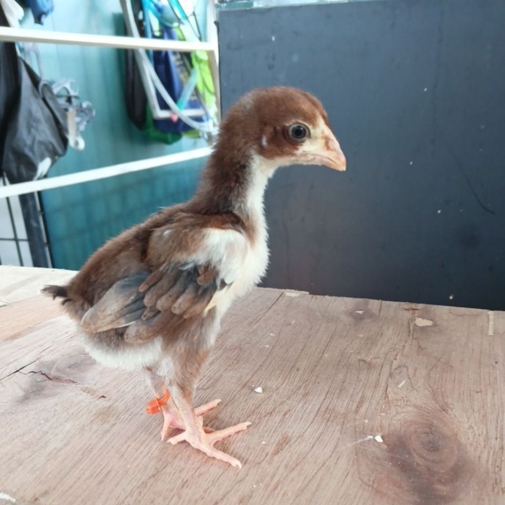 anak ayam mangon x bangkok usia 2 minggu