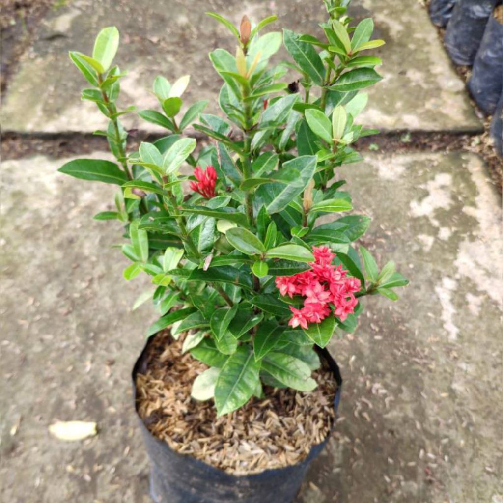 Tanaman Hias - Tanaman Bunga - Soka India Merah - Soka India Bunga Merah (Ixora Coccinea)