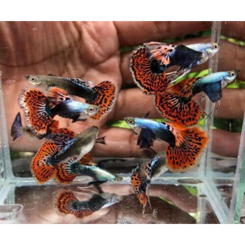 Sepasang Guppy PLATINUM RED DRAGON Size Remaja