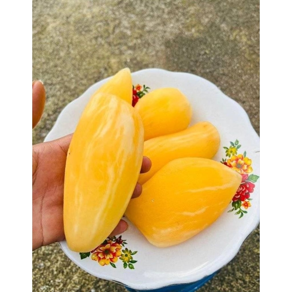Umbi yakon umbi siap makan