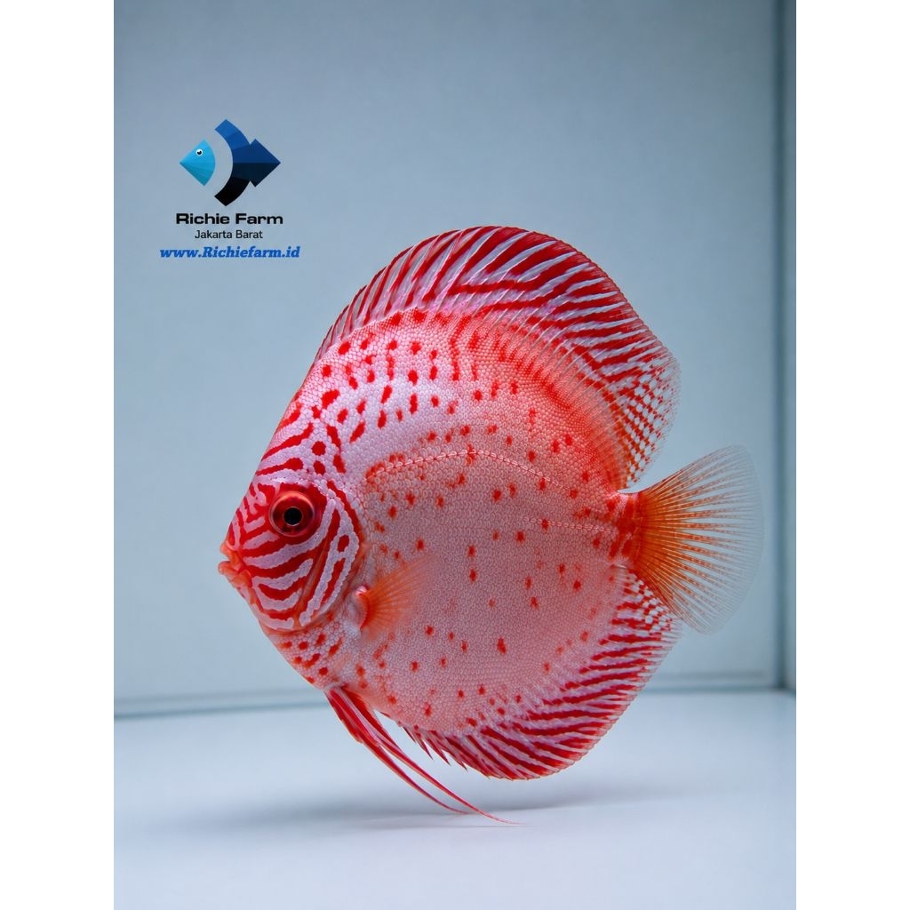 Discus Albino Red Butterfly 4 inc