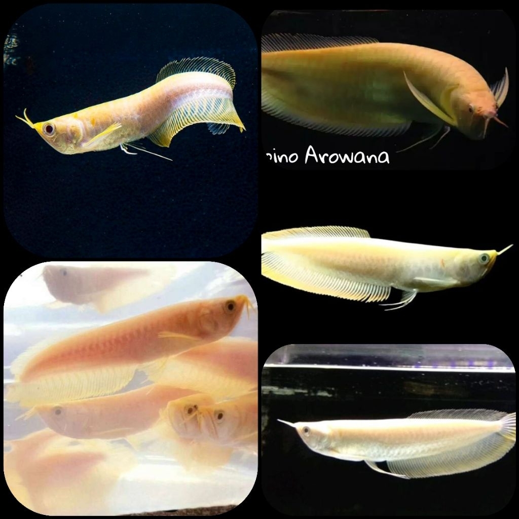 ikan hias arowana silver albino untuk aquarium dan aquascape