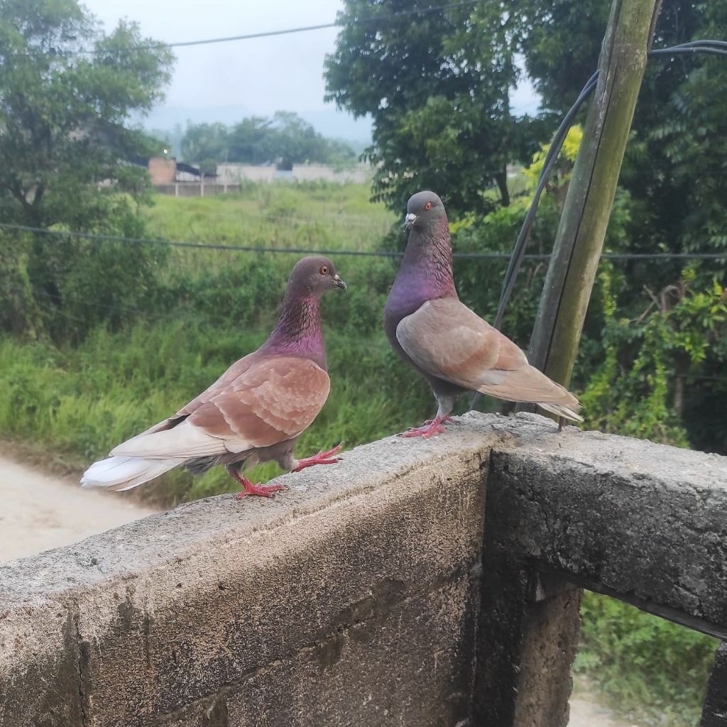 Burung Dara Merpati bahan sepasang