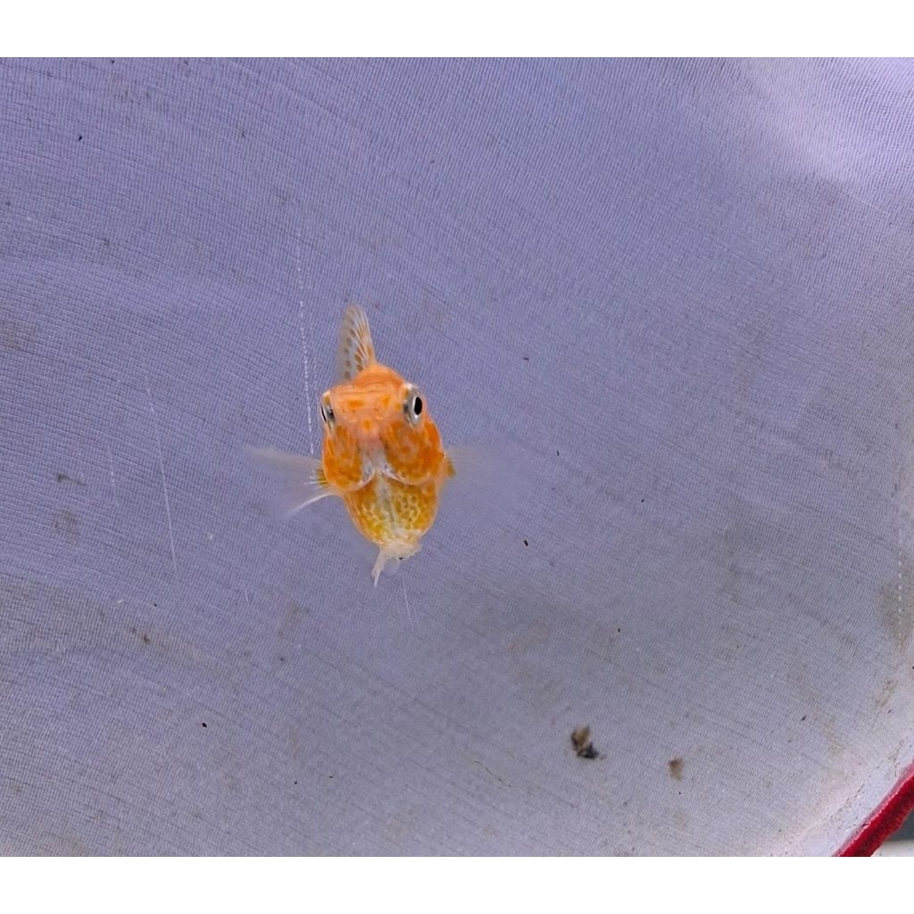Molly Sunkist orange