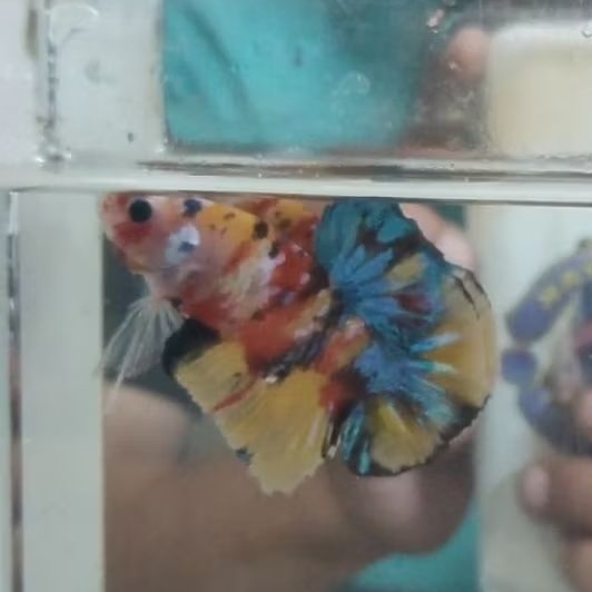 Ikan Hias Cupang Plakat Yellowbase Multicolor