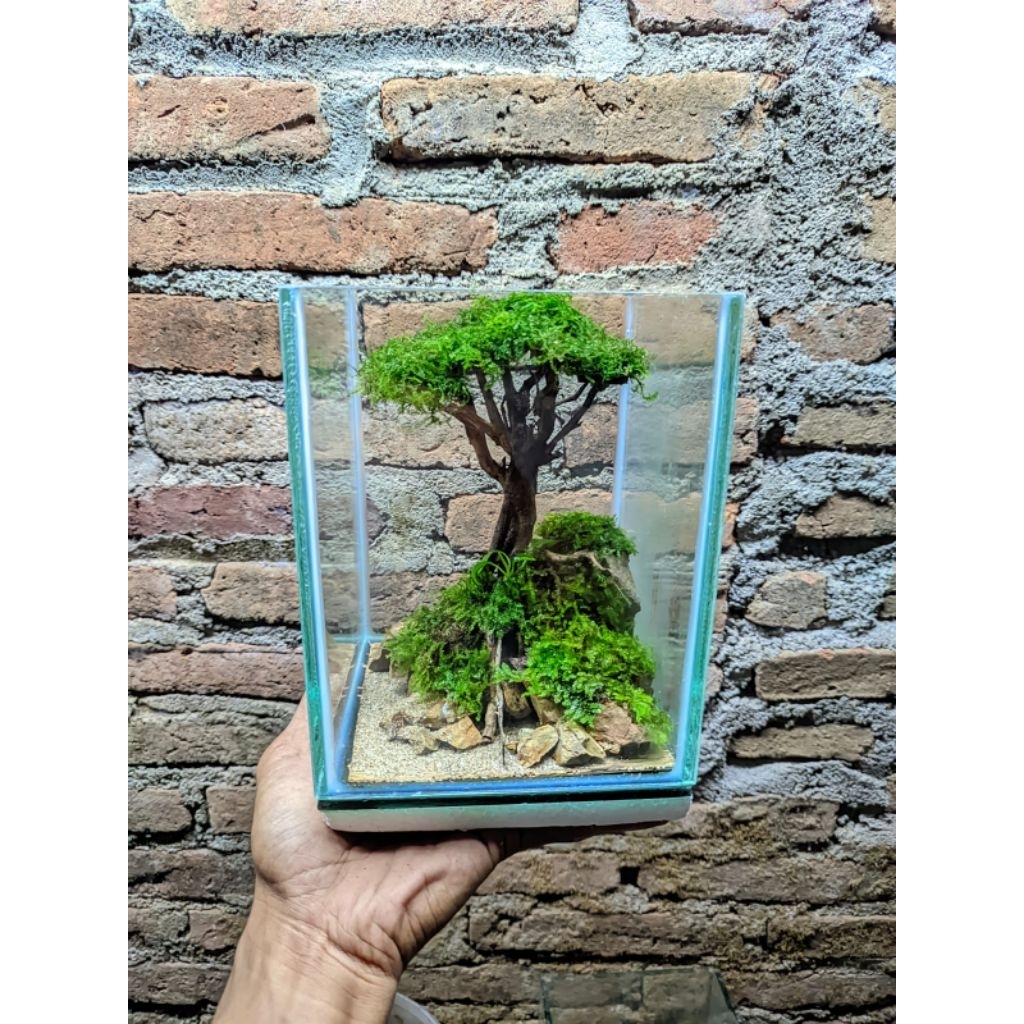 BONSAI AQUASCAPE MINI MURAH BONUS MOSS