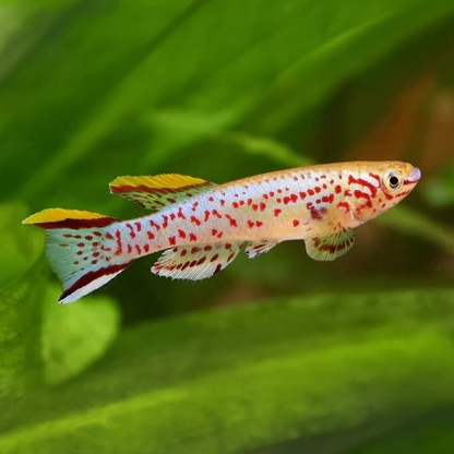 Ornamental Gardneri Killifish Jantan
