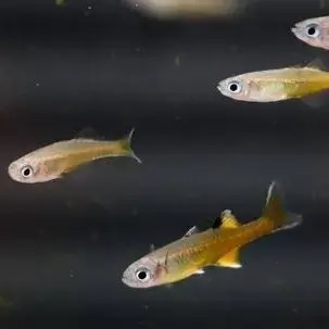 Ornamental Pseudomugil Signifer (Betina)