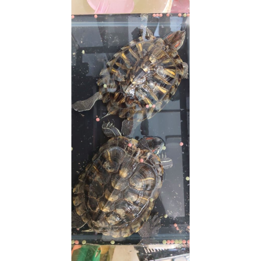 KURA-KURA BRAZIL DEWASA Uk. 15-17cm