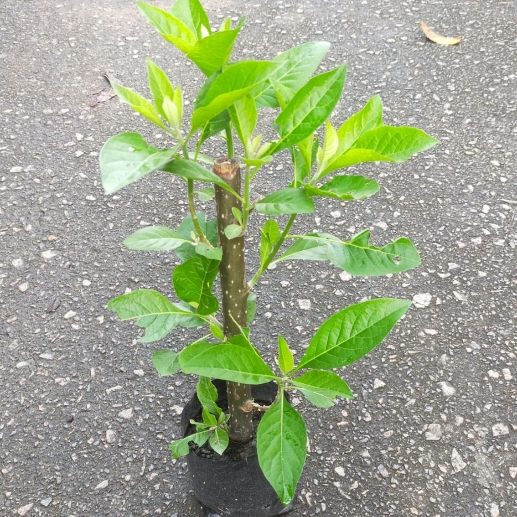 Bibit Pohon Afrika