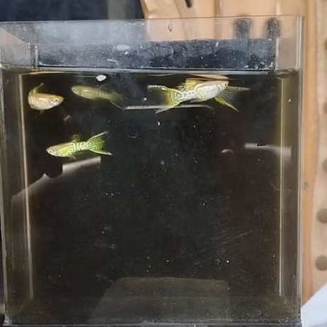 Hiasan Aquarium Guppy Blonde Yellow Lace Double Sword