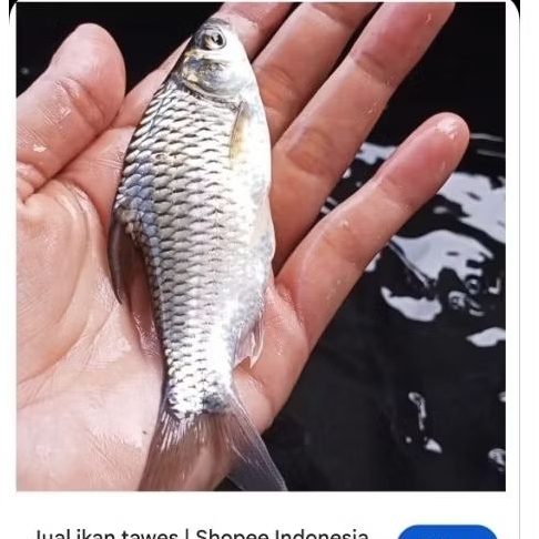 ikan tawes bibit